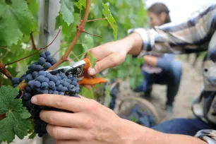 Rezultati poduzetnika u djelatnosti proizvodnje vina i grožđa u 2023. godini